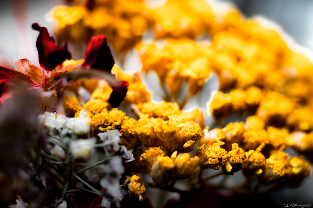 Photos of flowers, focaccia, fun Lucky Charms, and pretty Berkeley neighborhood sights.